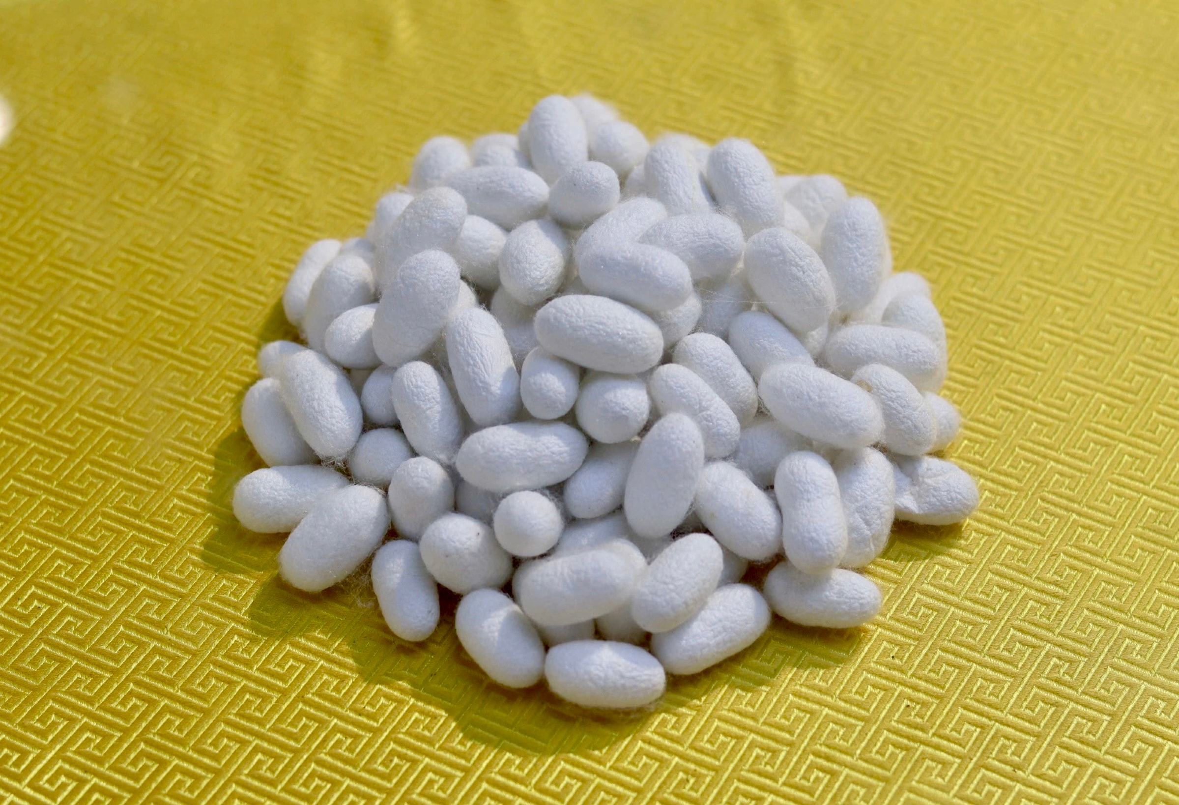 Kén tằm là điểm khởi đầu của hành trình tơ lụa hơn ba nghìn năm. Ảnh: Diệu Linh, Bảo Ngân.