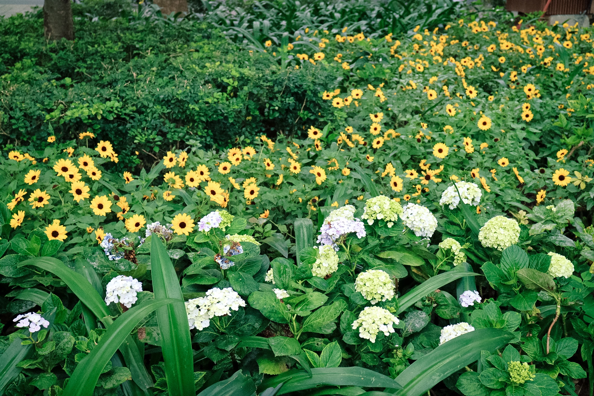 Vẻ đẹp tinh khôi của cẩm tú cầu và hướng dương