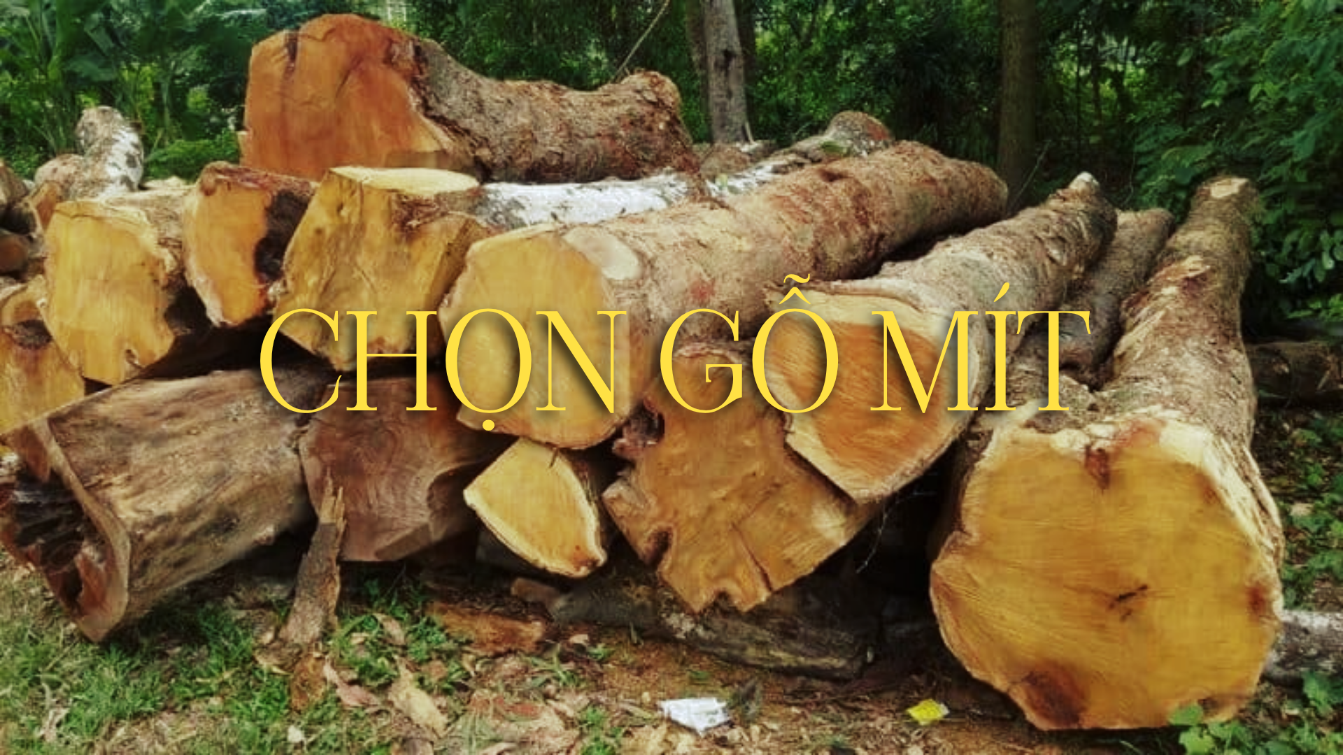 Hành trình bắt đầu từ khâu lựa chọn những súc gỗ mít già trên 30 năm tuổi ít mối mọt và mang năng lượng an lạc. Gỗ mít là chất liệu lý tưởng nhất vì tính chất mềm, dễ chạm khắc nhưng lại bền bỉ trường tồn.
