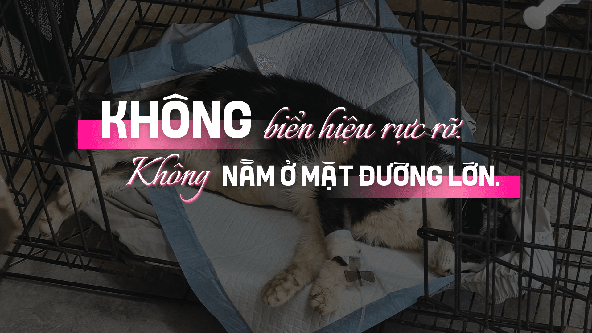 ảnh 3