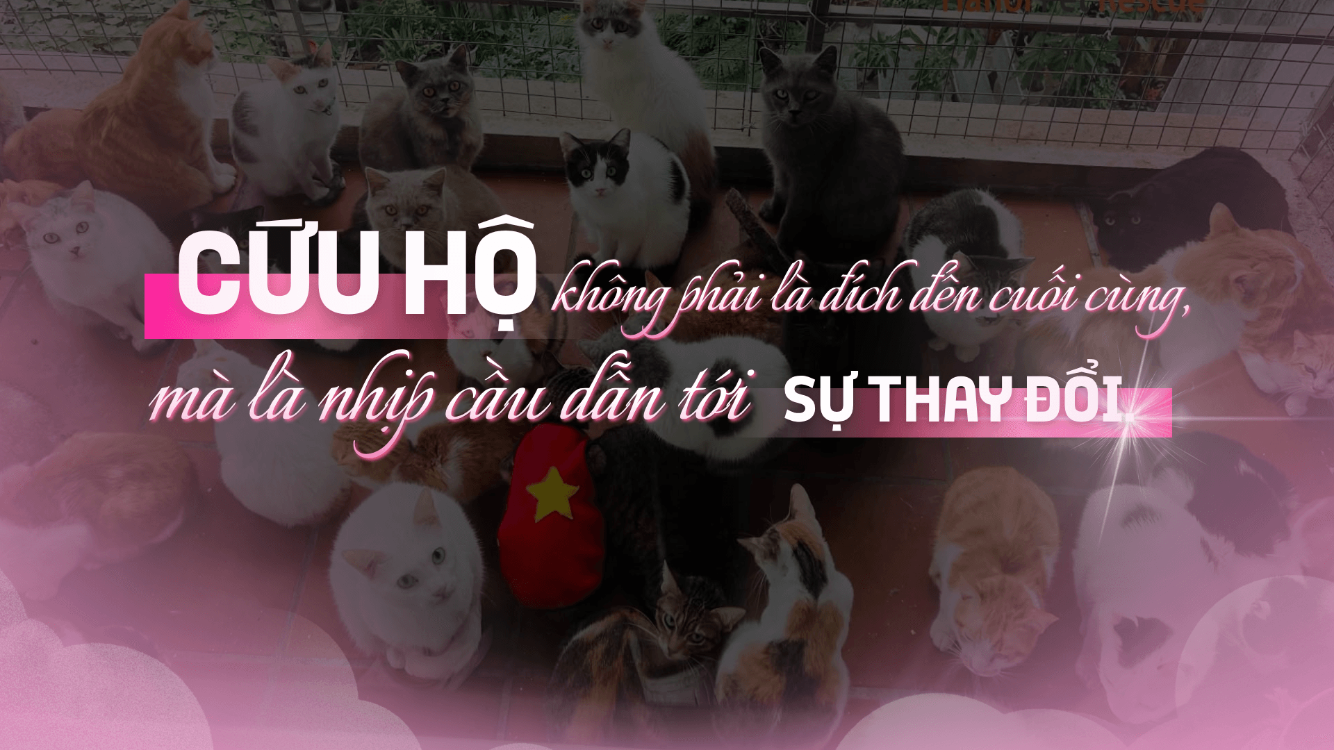 ảnh 9