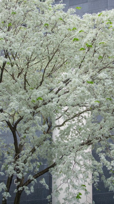 Mùa hoa sưa nhuộm trắng phố phường Hà Nội đầu tháng 3