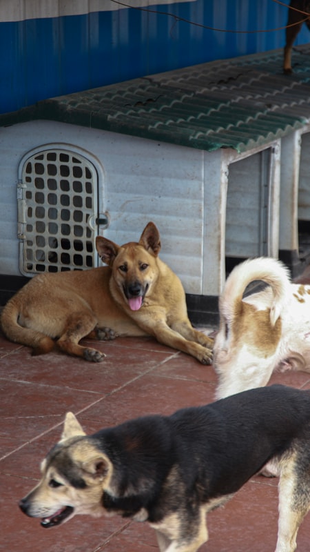 Sân nhà nhiều chó: Nơi gieo mầm sự sống cho các bé chó, mèo bị bỏ rơi