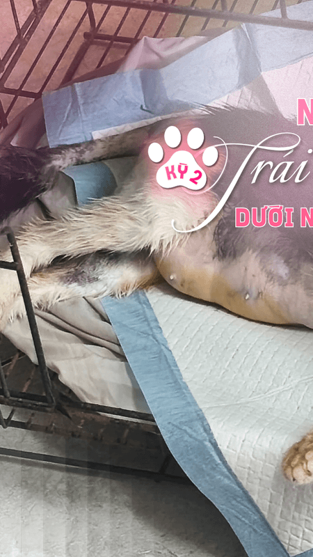 Tổ ấm nhỏ ôm trọn mảnh đời cô đơn - Kỳ 2: Những trái tim lớn dưới ngôi nhà cấp bốn