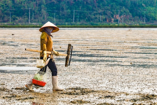 Giữa bãi triều Quan Lạn giữ nghề sá sùng trăm năm