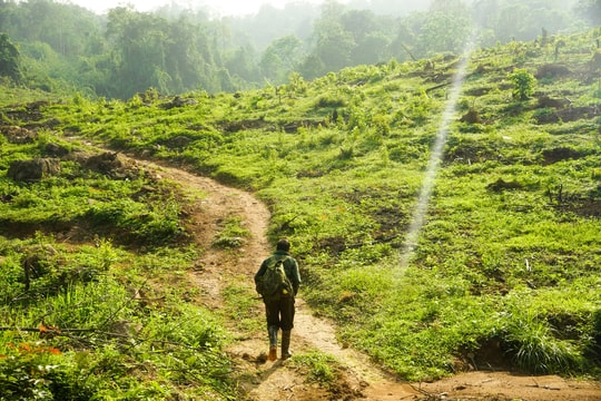 Người gìn giữ chè cổ giữa đại ngàn