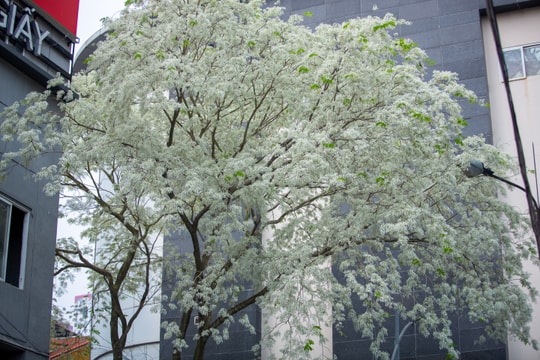 Mùa hoa sưa nhuộm trắng phố phường Hà Nội đầu tháng 3
