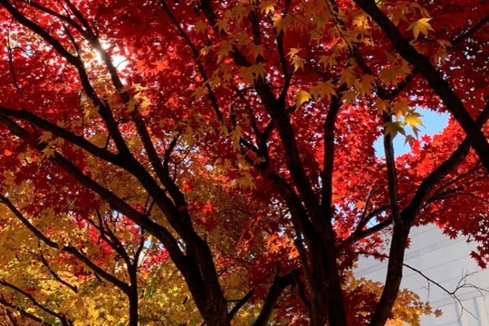 Khi cánh cửa đại học trong nước khép lại, hành trình du học mở ra