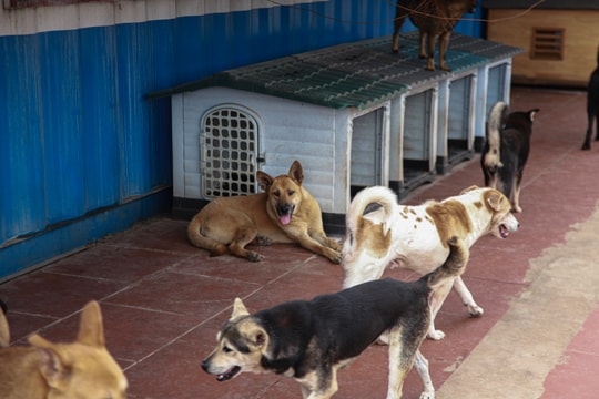 Sân nhà nhiều chó: Nơi gieo mầm sự sống cho các bé chó, mèo bị bỏ rơi