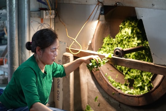 Từ mầm chè viễn xứ đến biểu tượng văn hóa Thái Nguyên