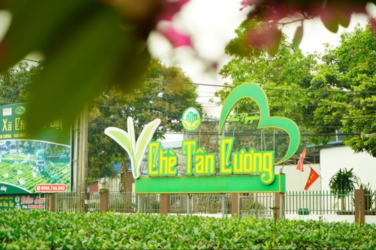 Từ mầm chè viễn xứ đến biểu tượng văn hóa Thái Nguyên