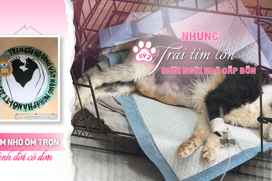 Tổ ấm nhỏ ôm trọn mảnh đời cô đơn - Kỳ 2: Những trái tim lớn dưới ngôi nhà cấp bốn
