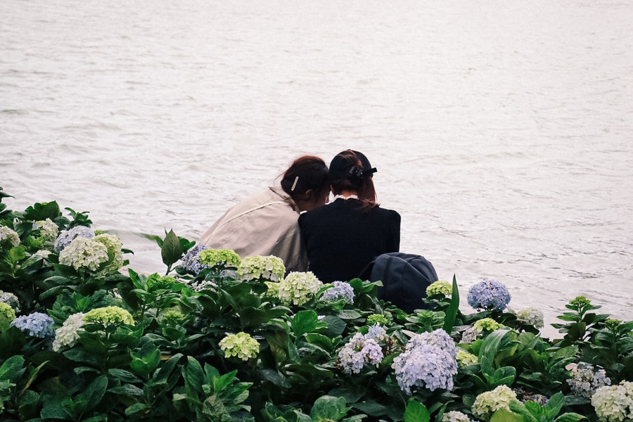 Check-in Hồ Gươm: Bí kíp bắt trọn mùa hoa rực rỡ giữa lòng Thủ đô